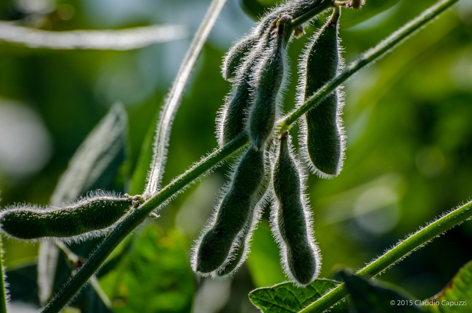 Posición Institucional de Sociedad Rural Chacabuco ante el denominado "Dólar Soja" 